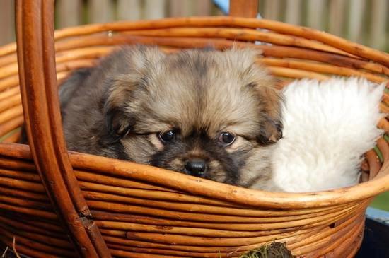 Tibetansk spaniel Lobsa billede 7