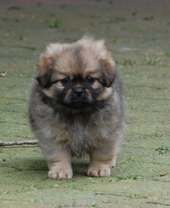 Tibetansk spaniel Lobsa billede 9