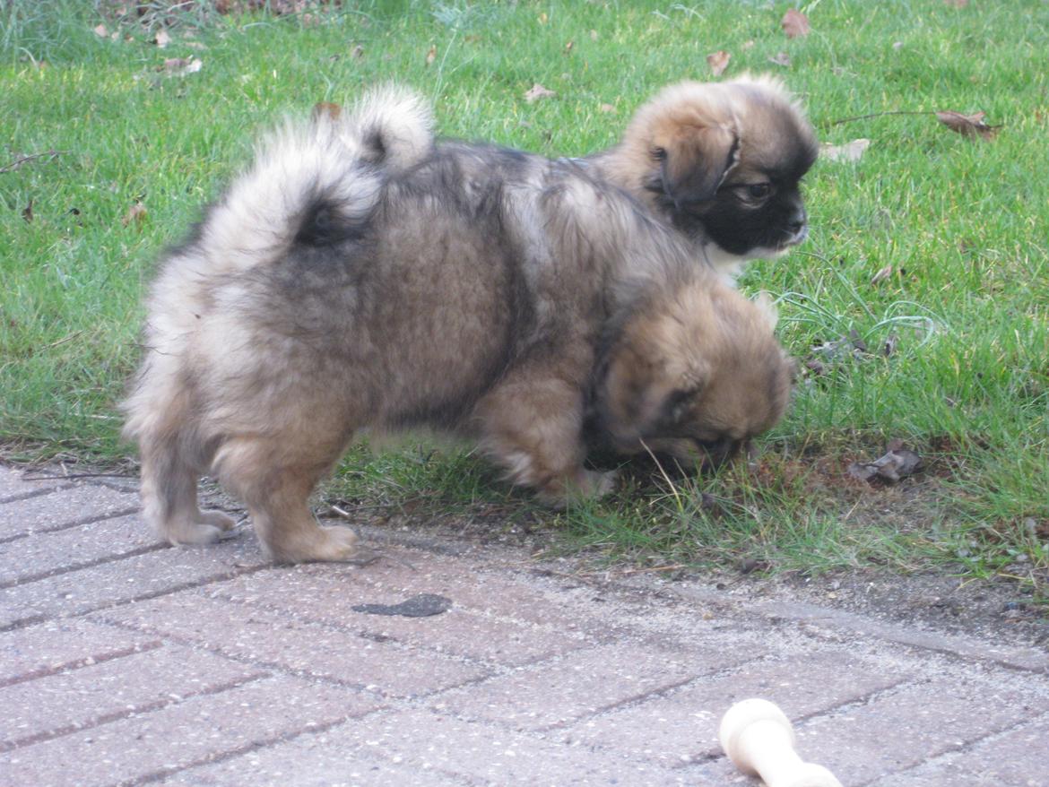 Tibetansk spaniel Lobsa billede 16