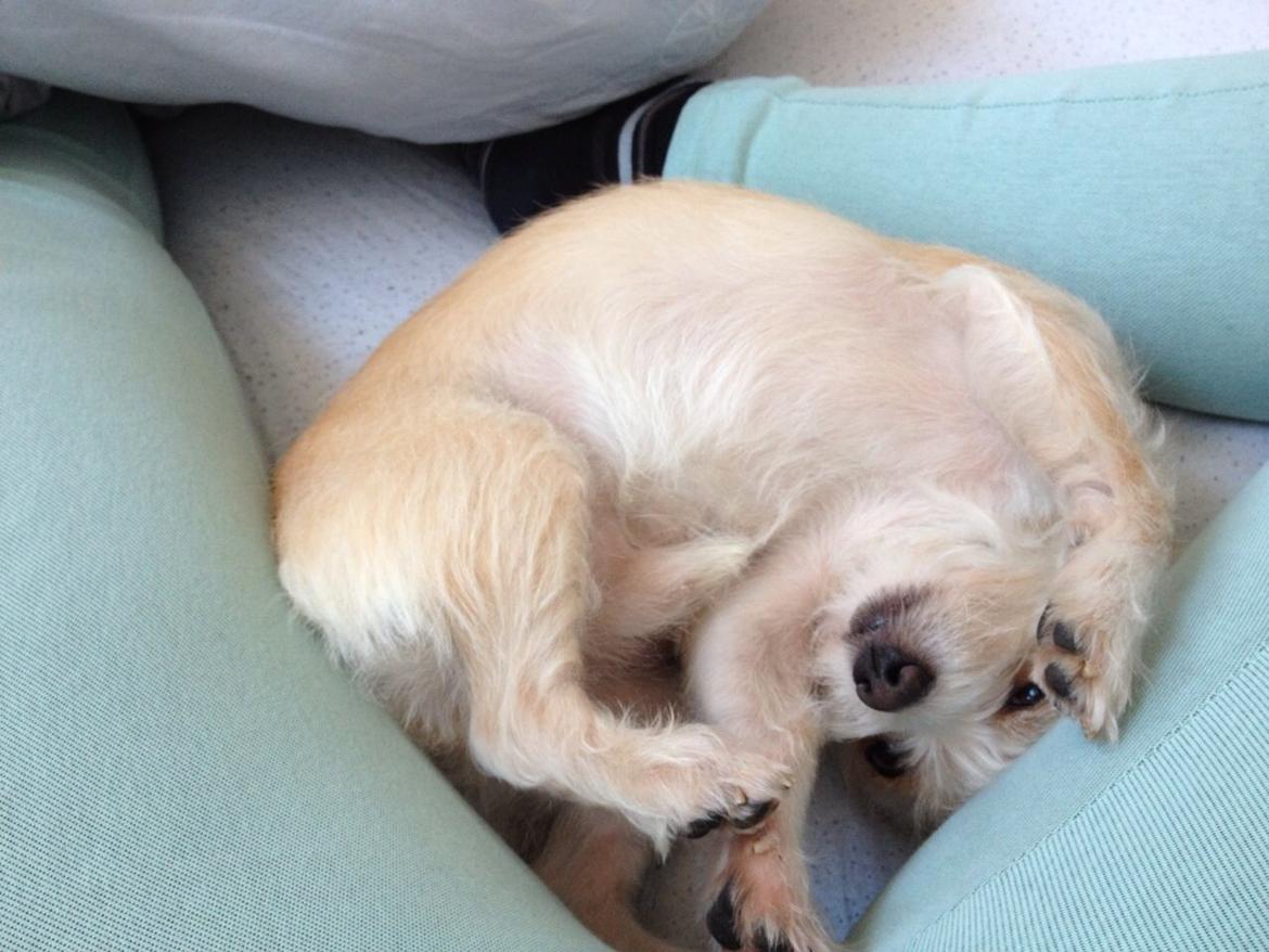 Blanding af racer Tjego (før hed han Ludvig) billede 1