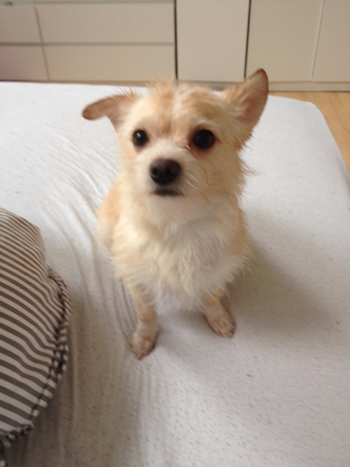 Blanding af racer Tjego (før hed han Ludvig) billede 3