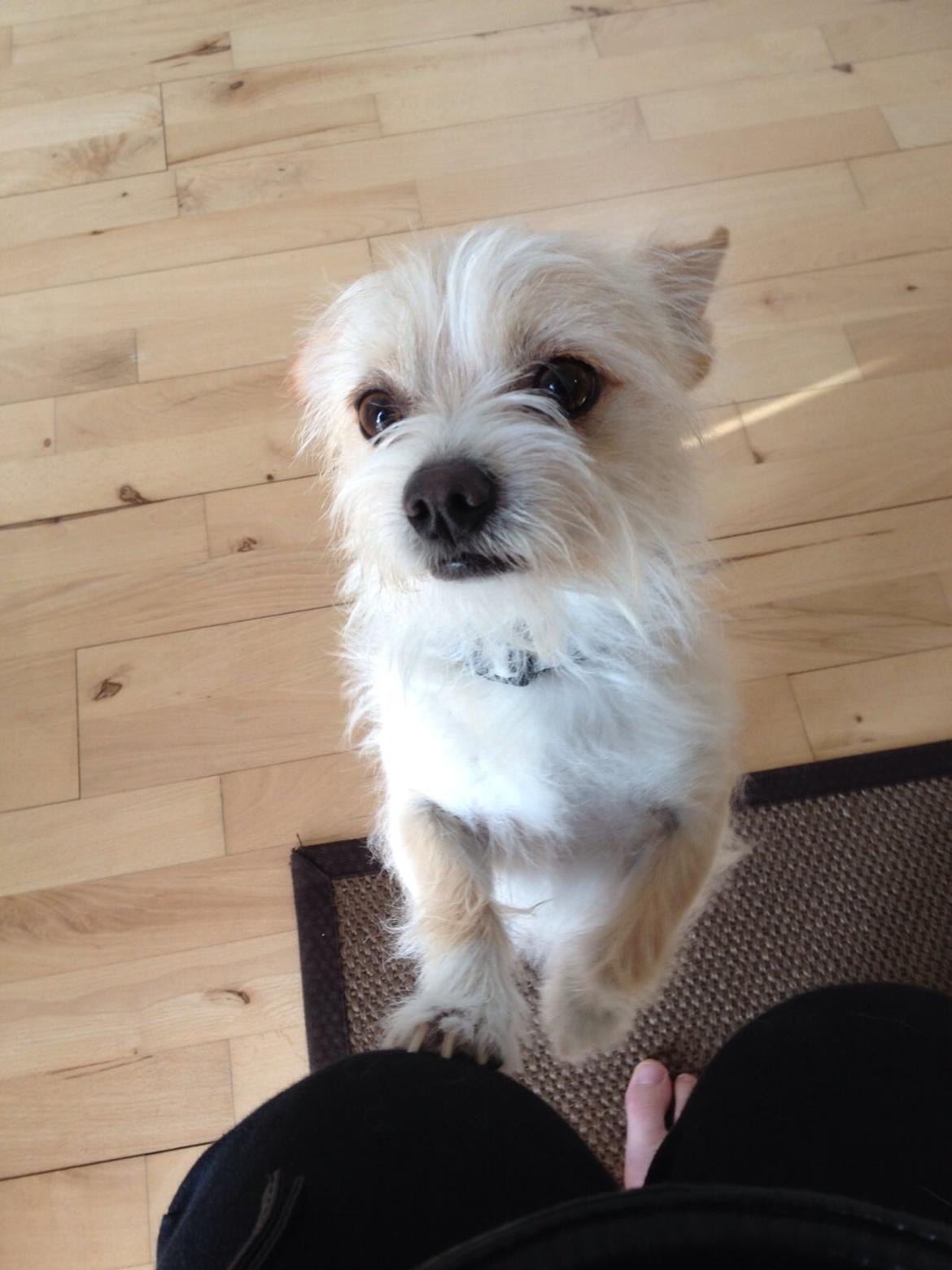 Blanding af racer Tjego (før hed han Ludvig) billede 4