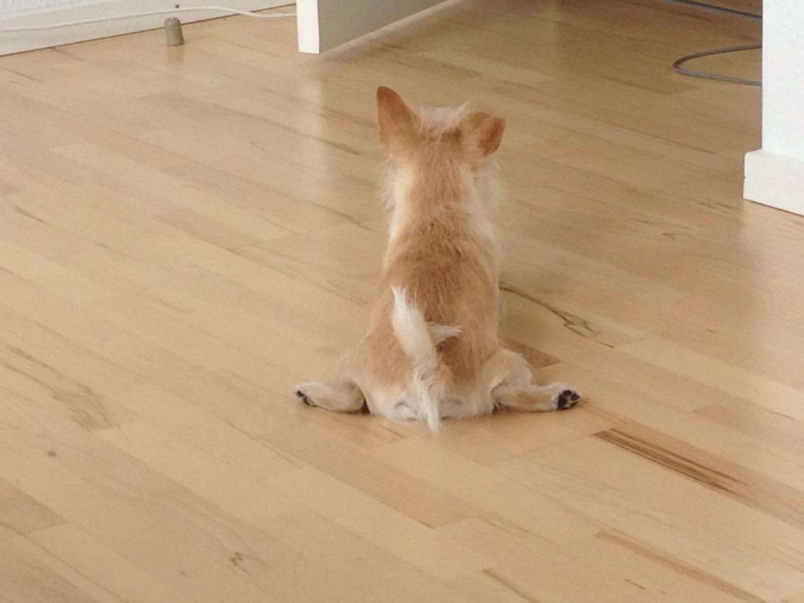 Blanding af racer Tjego (før hed han Ludvig) billede 5