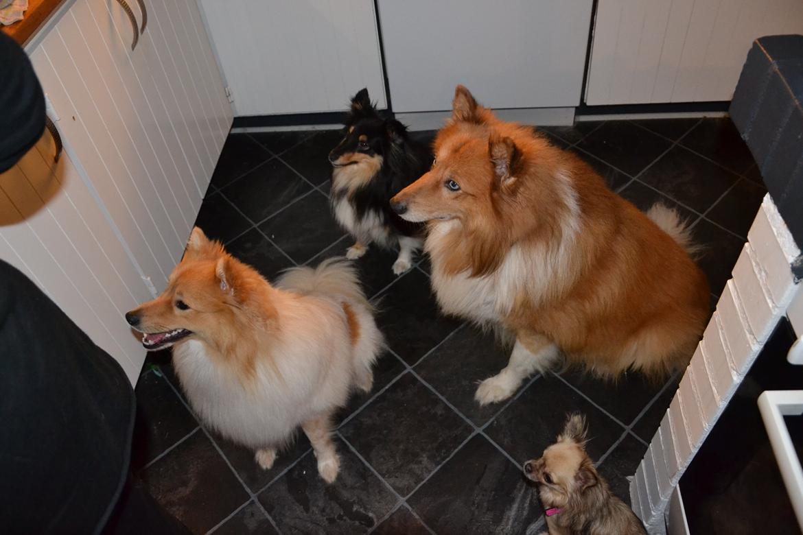 Shetland sheepdog Macons Annabell {himmelhund}  - Annabell & Trille, samt min mors hunde Gizmo og Bailey. billede 12