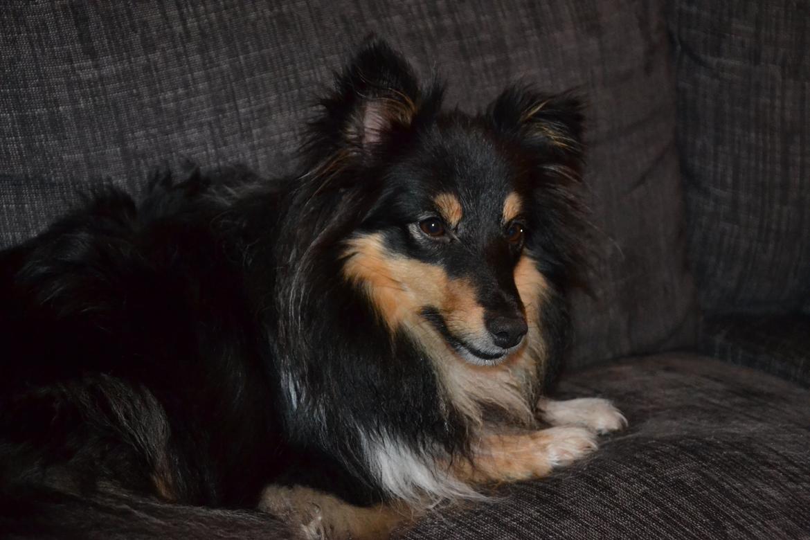 Shetland sheepdog Macons Annabell {himmelhund}  billede 14
