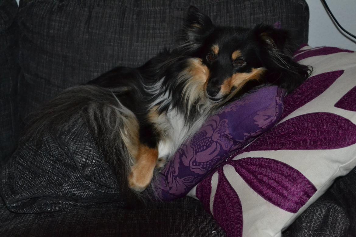 Shetland sheepdog Macons Annabell {himmelhund}  billede 16