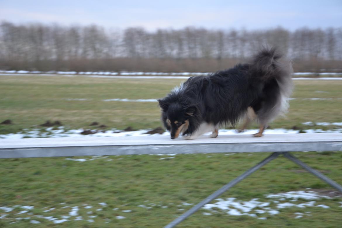 Shetland sheepdog Macons Annabell {himmelhund}  billede 8