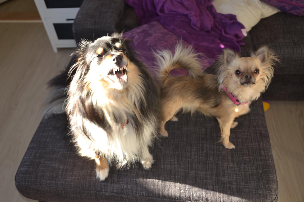 Shetland sheepdog Macons Annabell {himmelhund}  billede 11