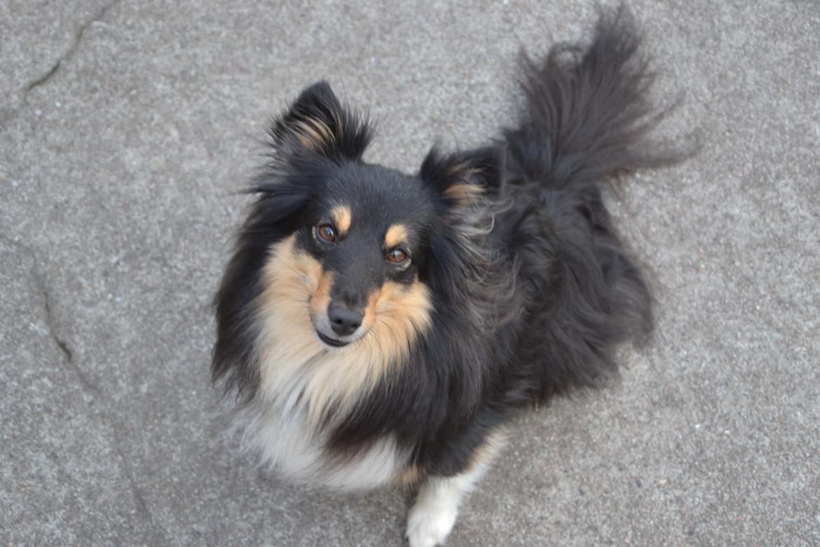 Shetland sheepdog Macons Annabell {himmelhund}  billede 18