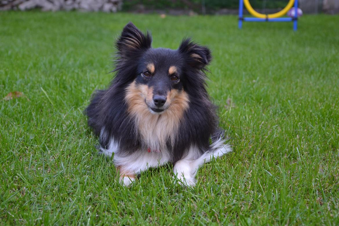 Shetland sheepdog Macons Annabell {himmelhund}  billede 19