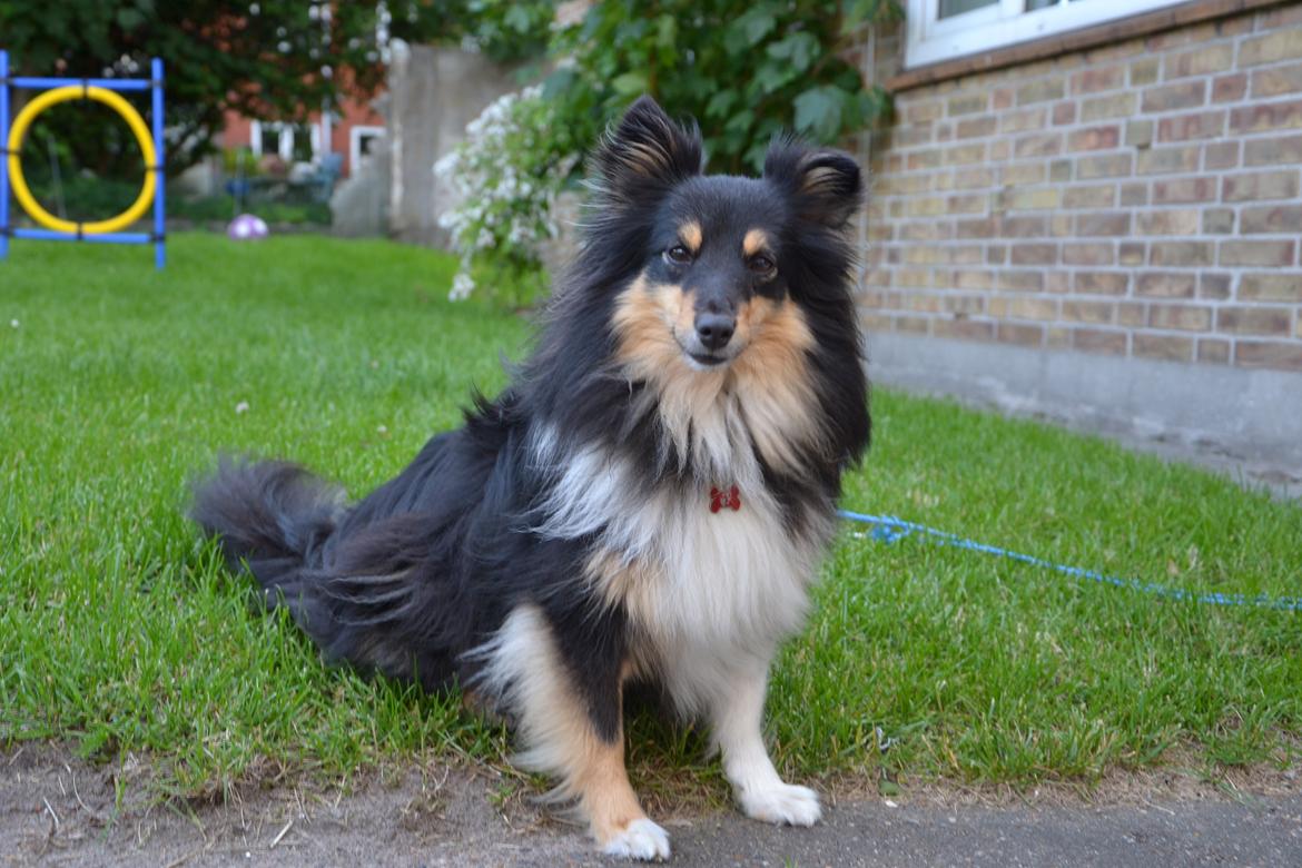Shetland sheepdog Macons Annabell {himmelhund}  billede 2