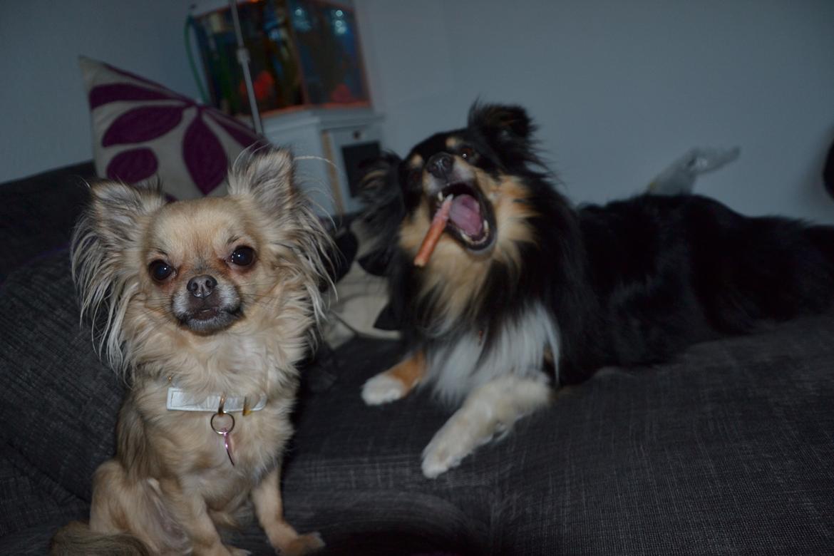 Shetland sheepdog Macons Annabell {himmelhund}  billede 17