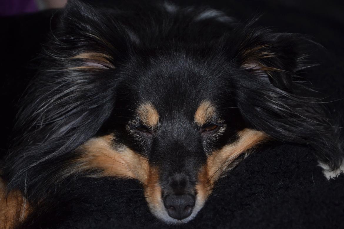 Shetland sheepdog Macons Annabell {himmelhund}  billede 20