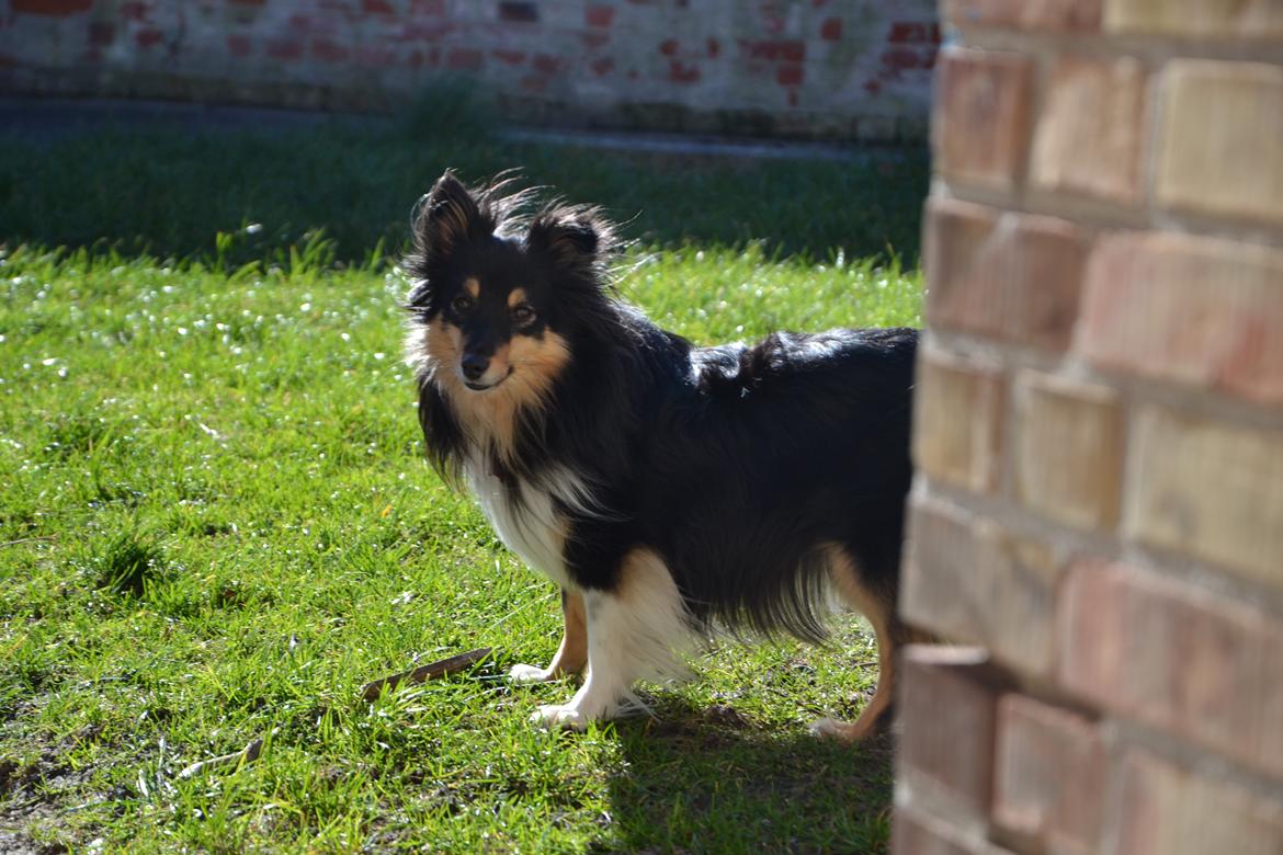 Shetland sheepdog Macons Annabell {himmelhund}  billede 21