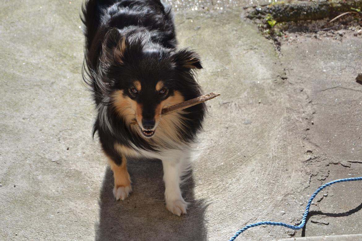 Shetland sheepdog Macons Annabell {himmelhund}  billede 22