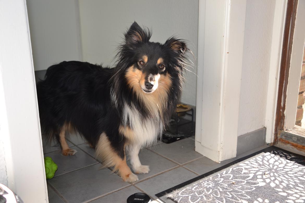 Shetland sheepdog Macons Annabell {himmelhund}  billede 23