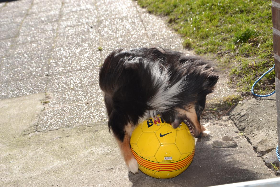 Shetland sheepdog Macons Annabell {himmelhund}  - Annabell med sin elskede fodbold :b billede 24