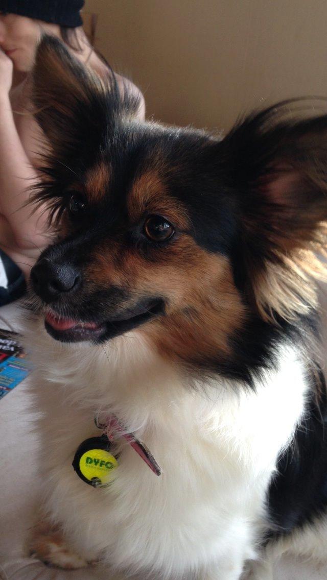 Blanding af racer Fie Caroline billede 18