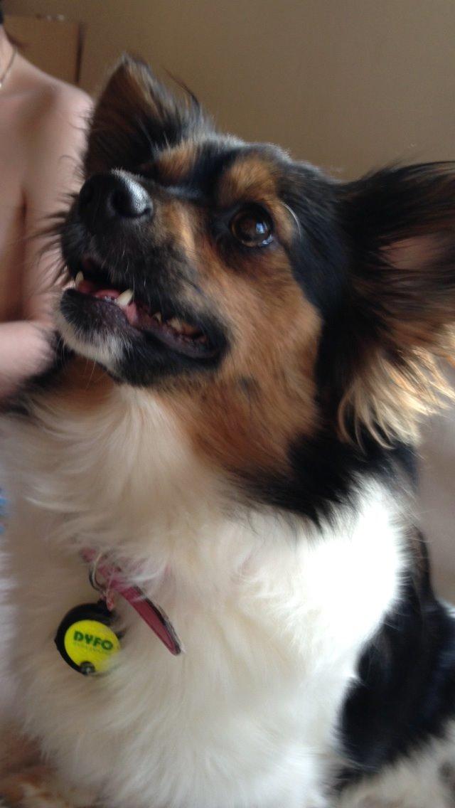 Blanding af racer Fie Caroline billede 19