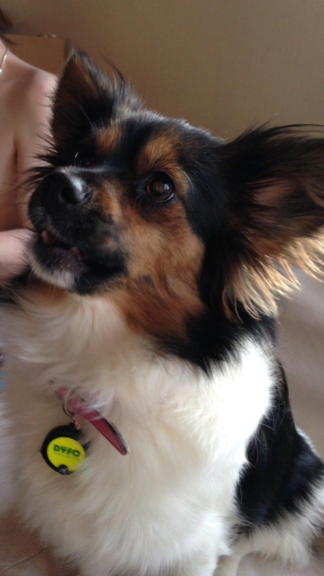 Blanding af racer Fie Caroline billede 20