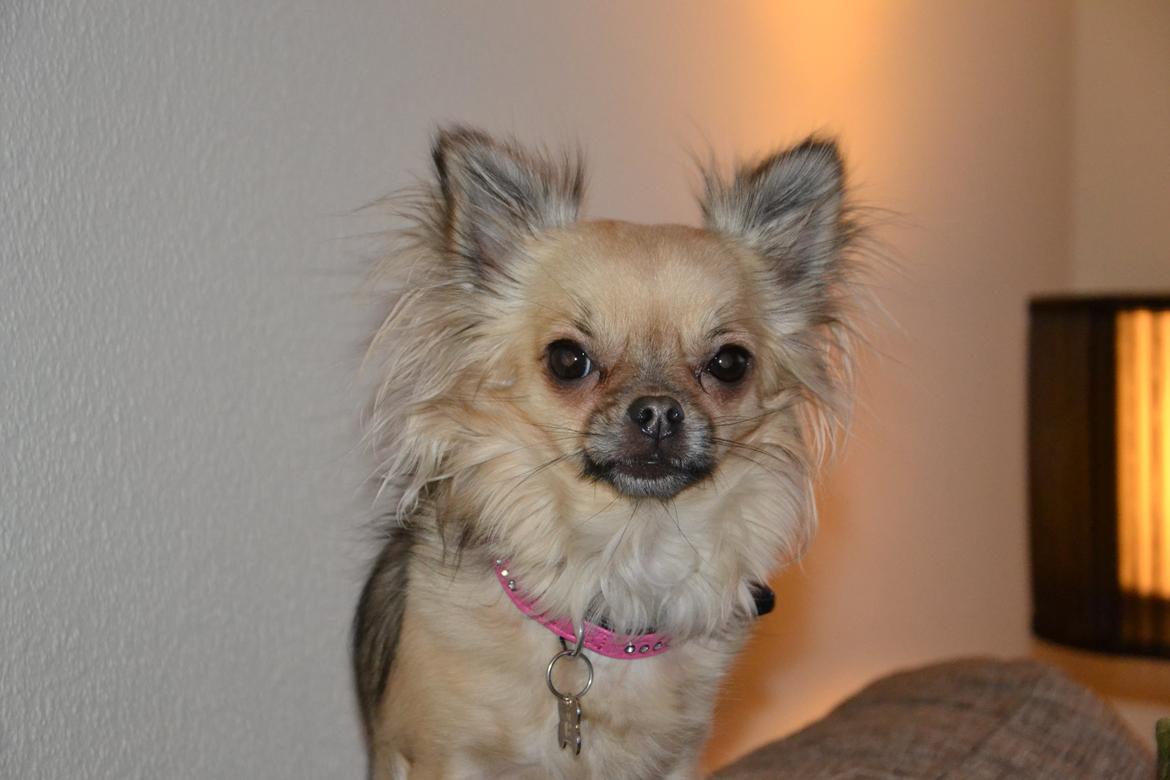 Chihuahua Trille billede 10