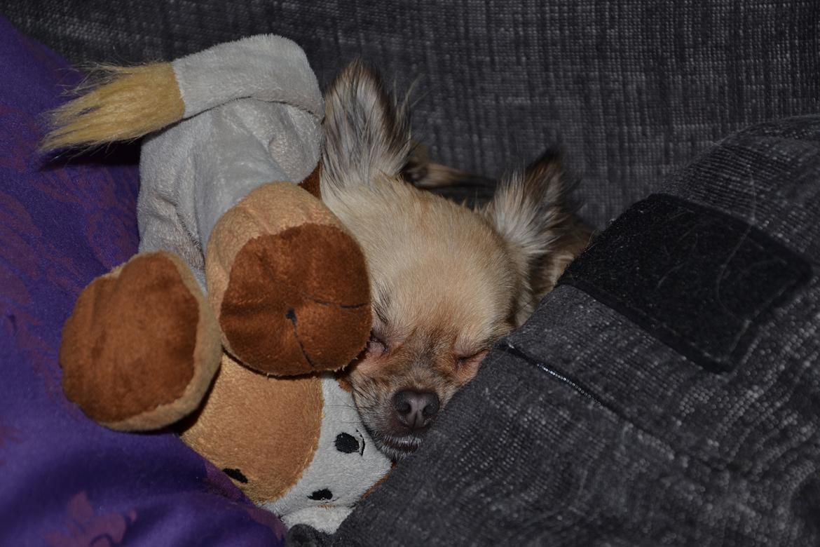 Chihuahua Trille - Trille med hendes yndings bamse :p billede 11
