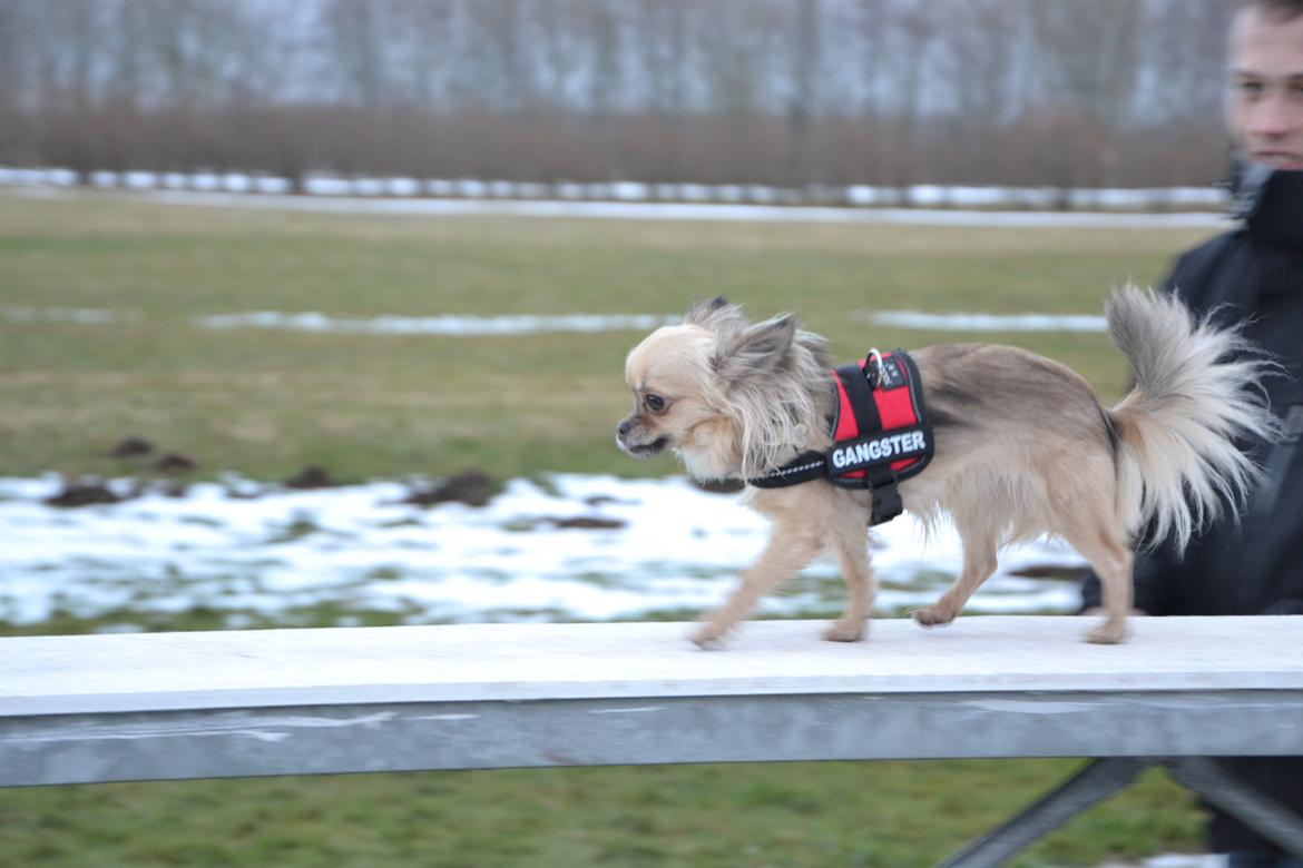 Chihuahua Trille - Trille træner agility :b billede 16