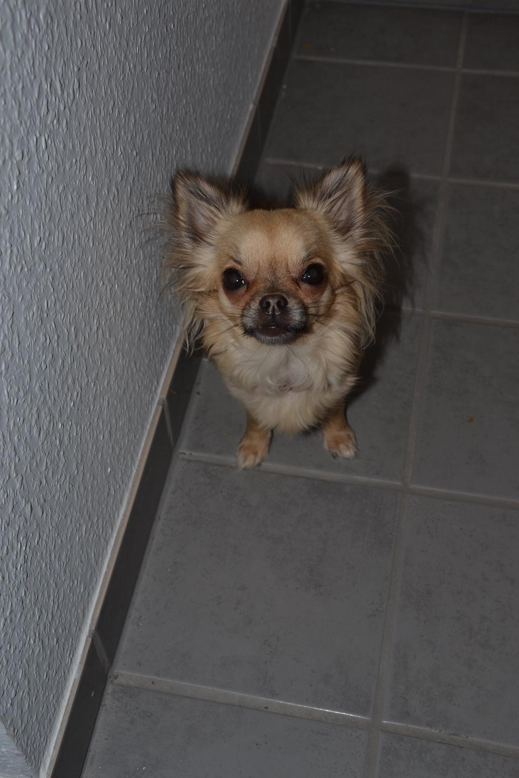 Chihuahua Trille billede 12