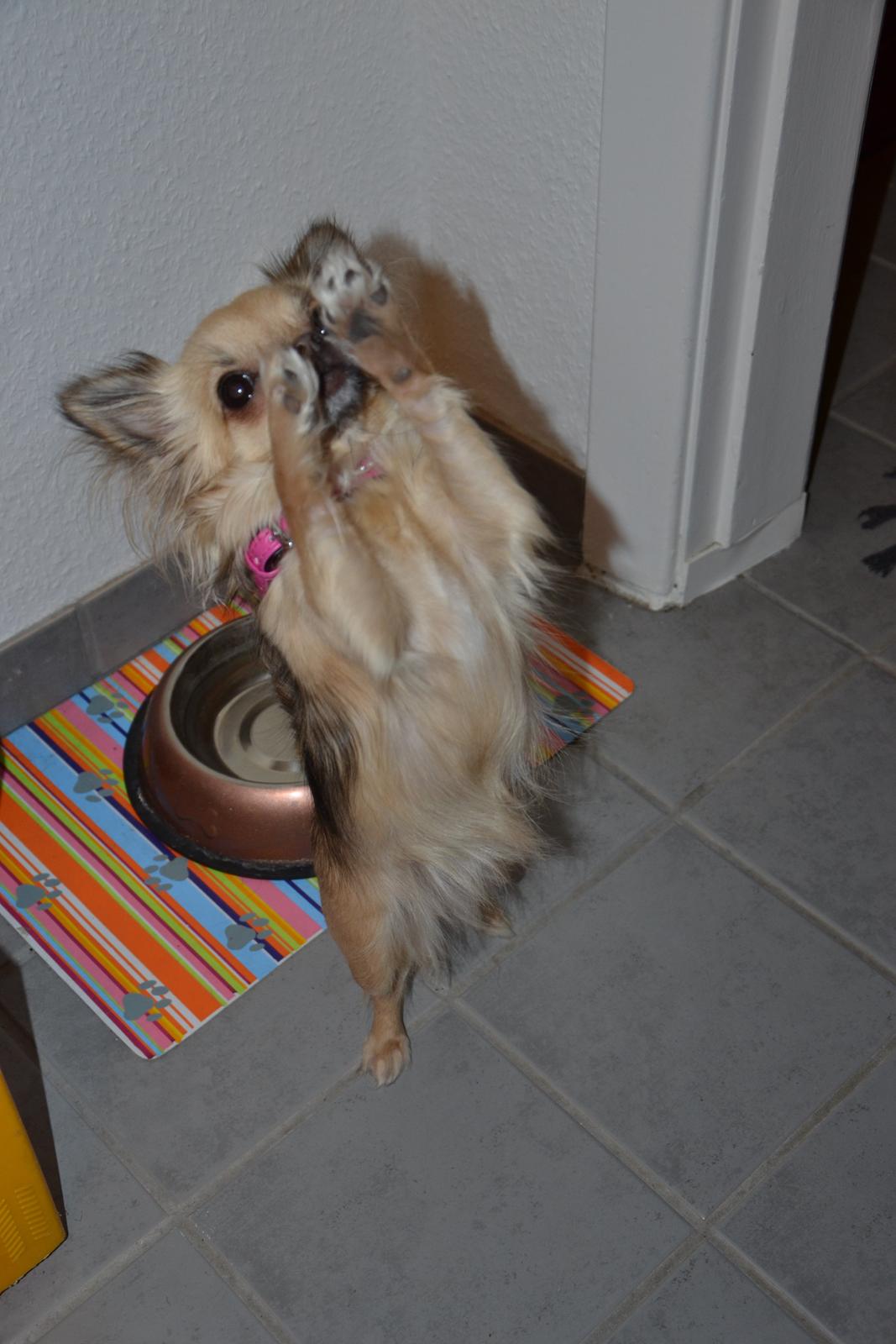 Chihuahua Trille billede 15