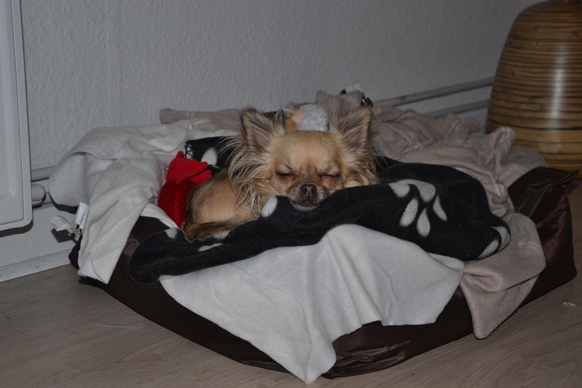 Chihuahua Trille - Det er hårdt at være så lille :p billede 17