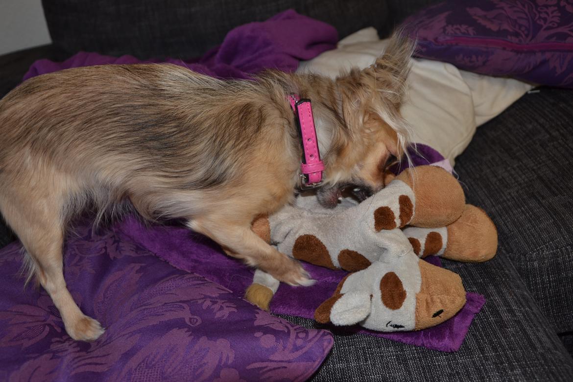 Chihuahua Trille - Trille er en rigtig dræberhund! billede 18