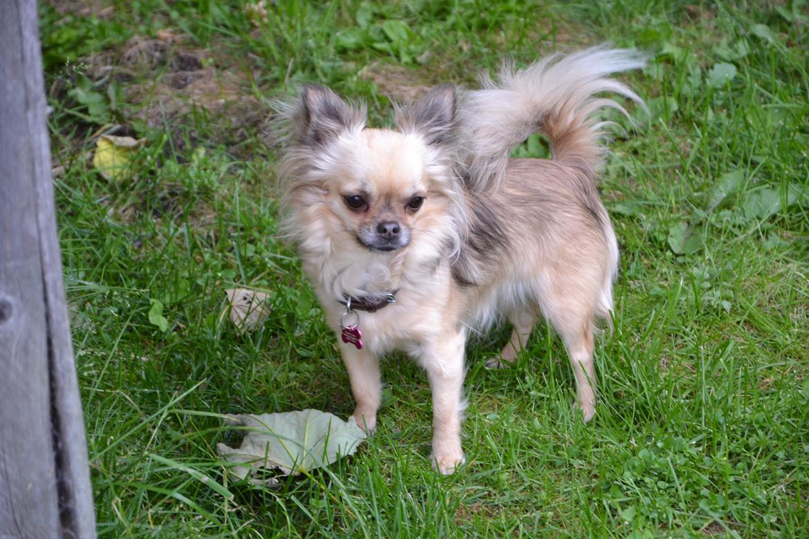 Chihuahua Trille billede 19