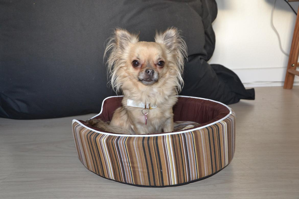 Chihuahua Trille billede 20