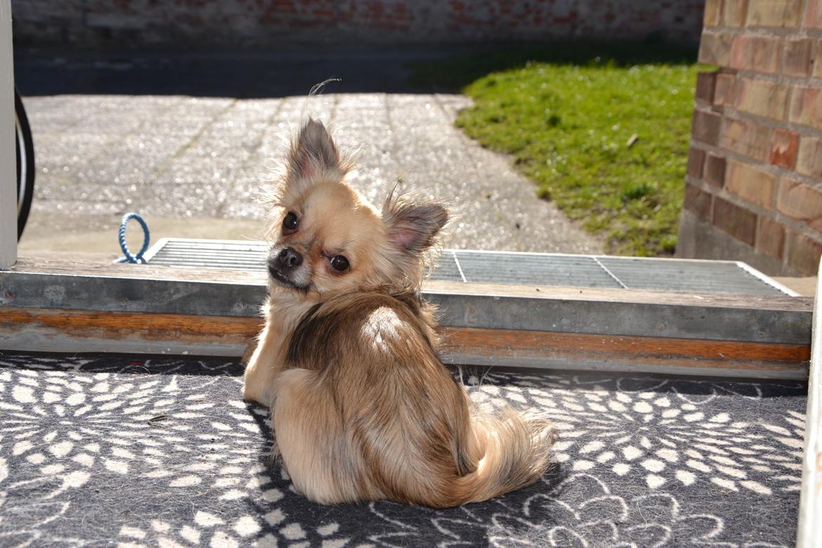 Chihuahua Trille - Når enden er god er alting godt. billede 21