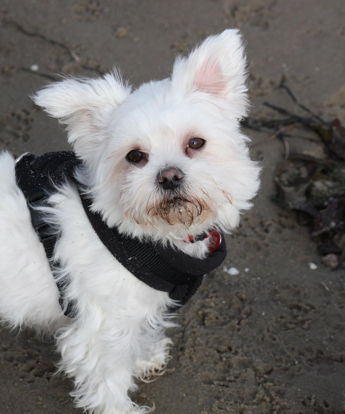 Malteser Carla billede 46