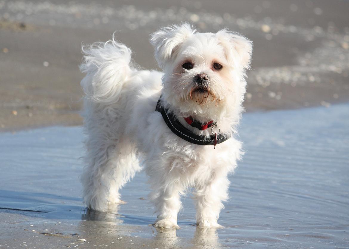 Malteser Carla billede 3