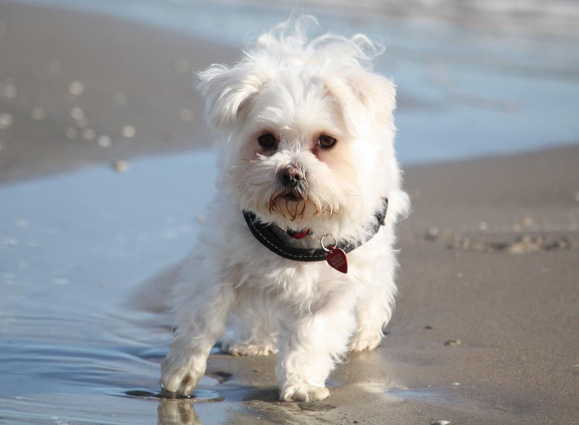 Malteser Carla billede 47