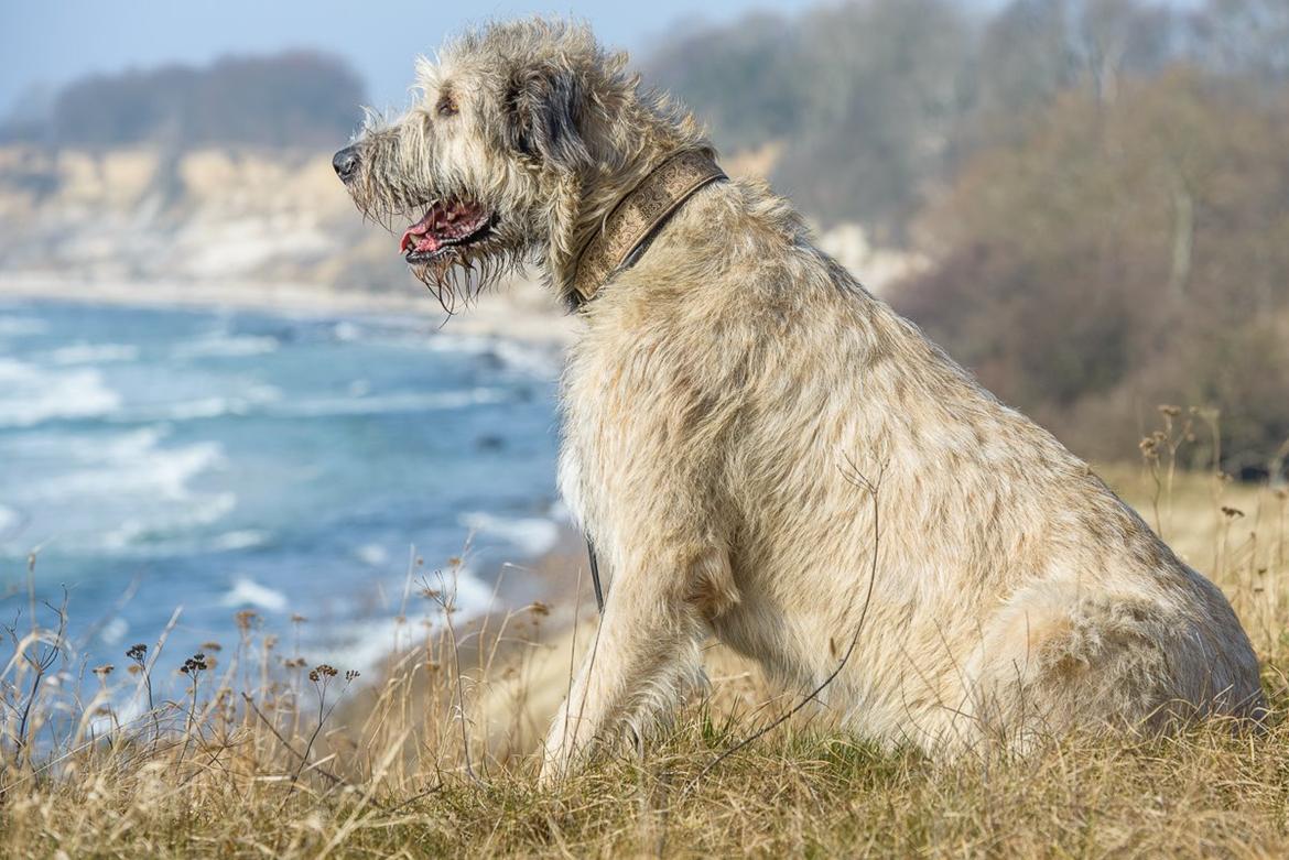 Irsk ulvehund Morgan - Nyder udsigten? billede 15