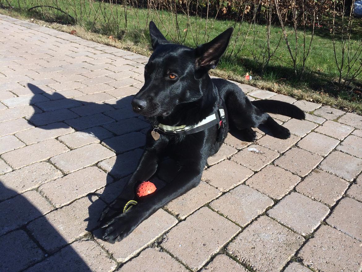 Schæferhund LP's Evita "Shiva" - Venter i solen på, at ejer kan tage sig sammen og ikke bruge så lang tid på at få sko på! billede 5