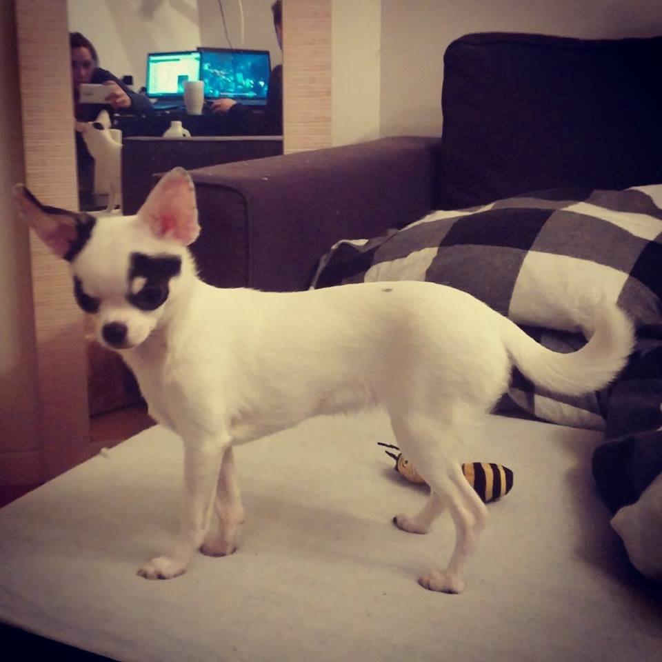 Chihuahua Miszja billede 17