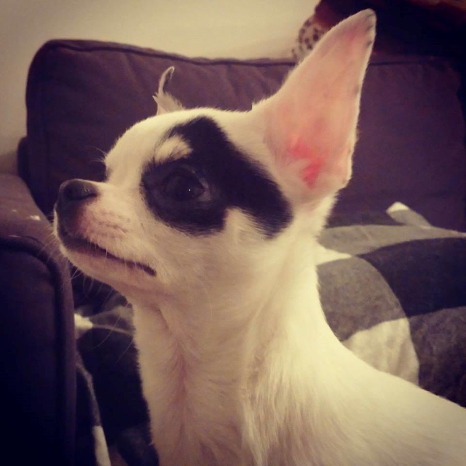 Chihuahua Miszja billede 15