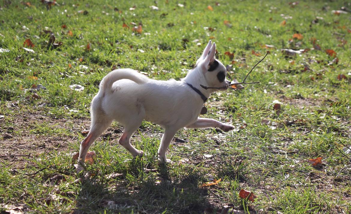 Chihuahua Miszja billede 14