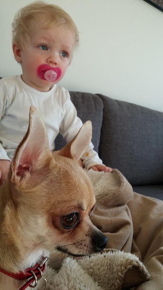 Chihuahua Frk Kvistes Brianna *Bindi* - Bindi og min dejlige niece Mellanie <3 billede 14