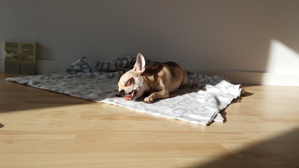 Chihuahua Frk Kvistes Brianna *Bindi* billede 12