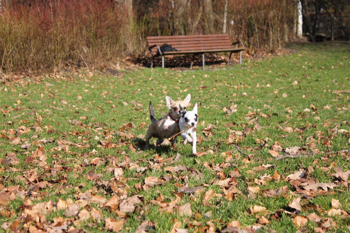 Chihuahua Frk Kvistes Brianna *Bindi* billede 11