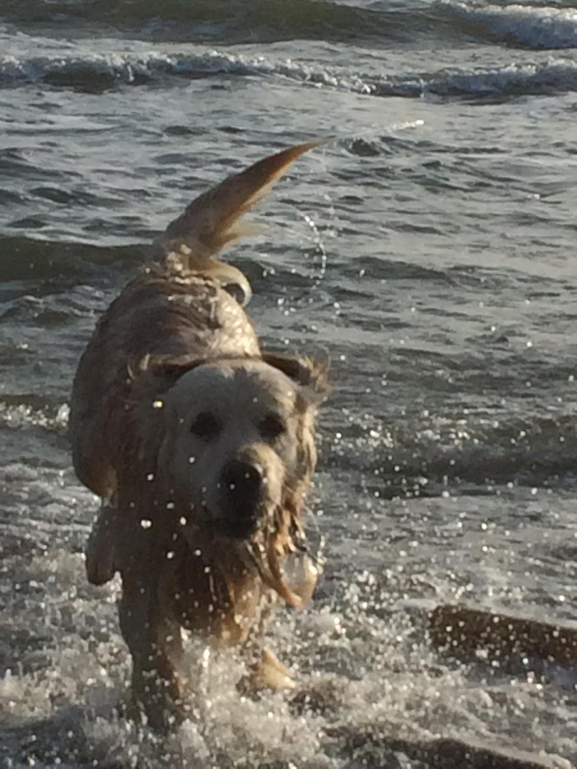 Golden retriever Baloo billede 6