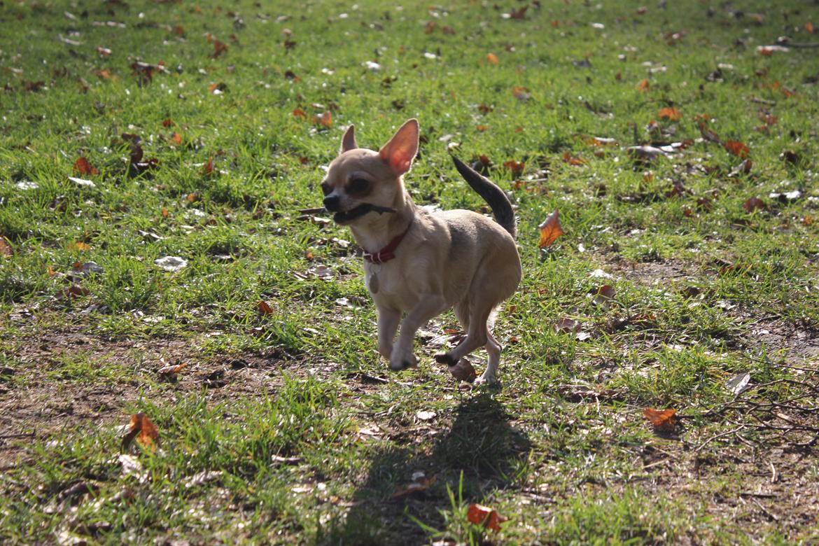 Chihuahua Frk Kvistes Brianna *Bindi* billede 13