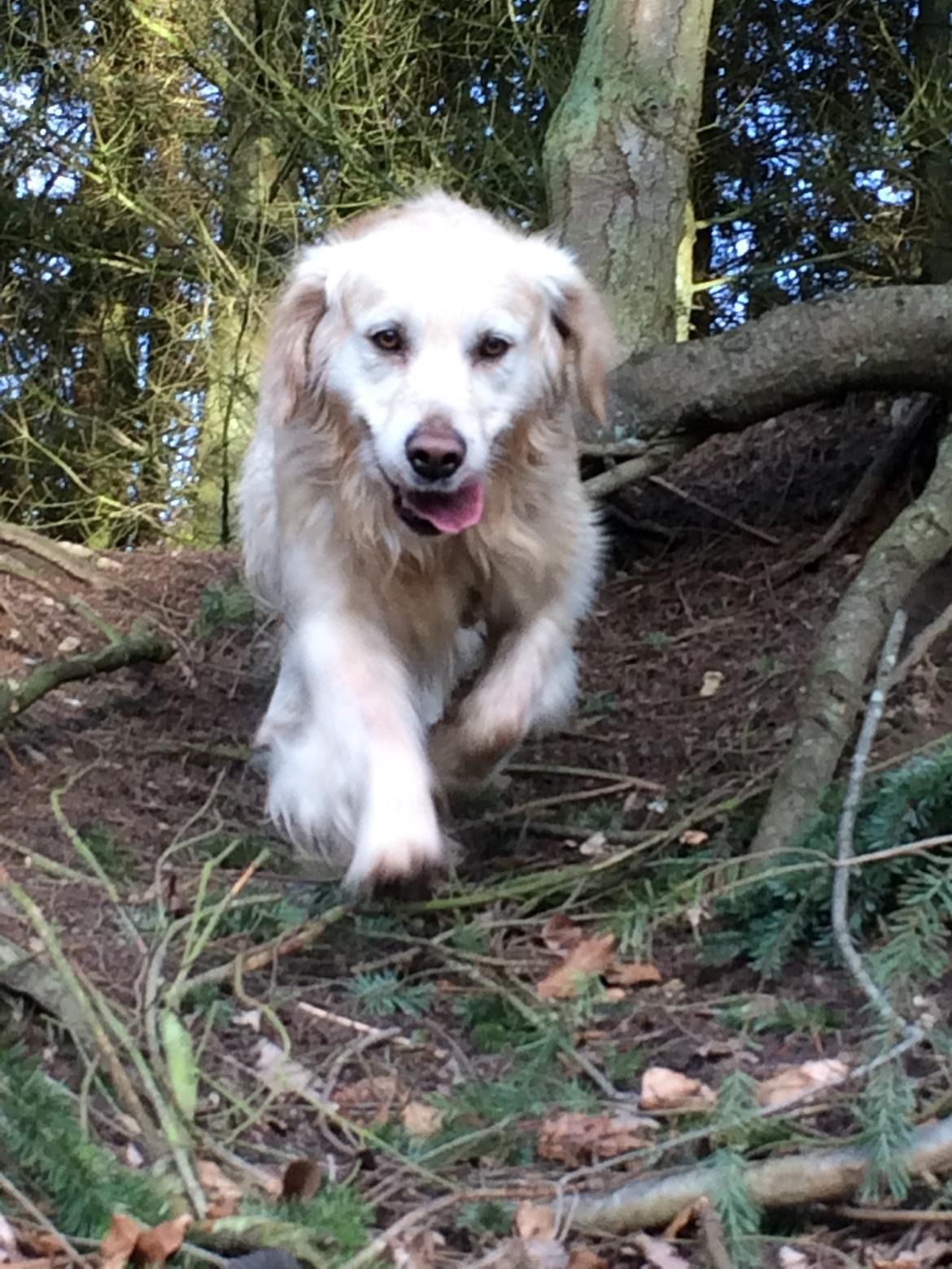 Golden retriever Baloo billede 7