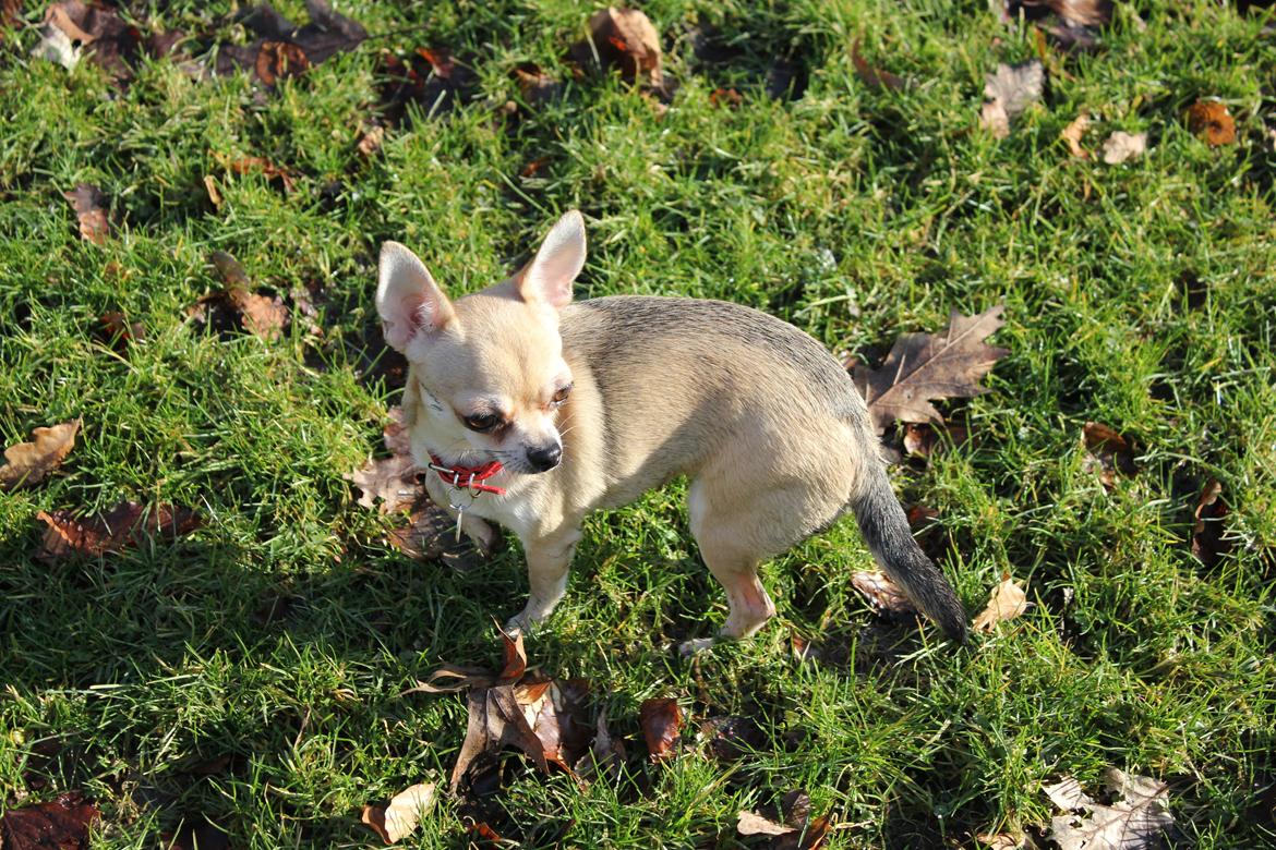 Chihuahua Frk Kvistes Brianna *Bindi* - Min dejlige Bindi dut <3 billede 9