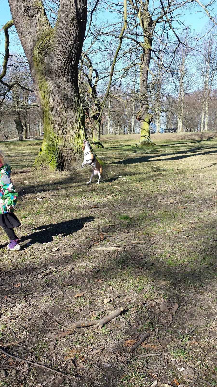 Blanding af racer Vega billede 39